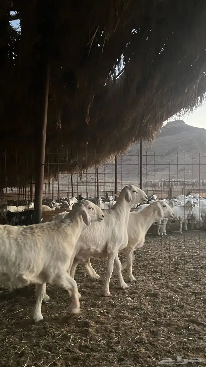 طليان حري ذبايح نظاف شرط 25