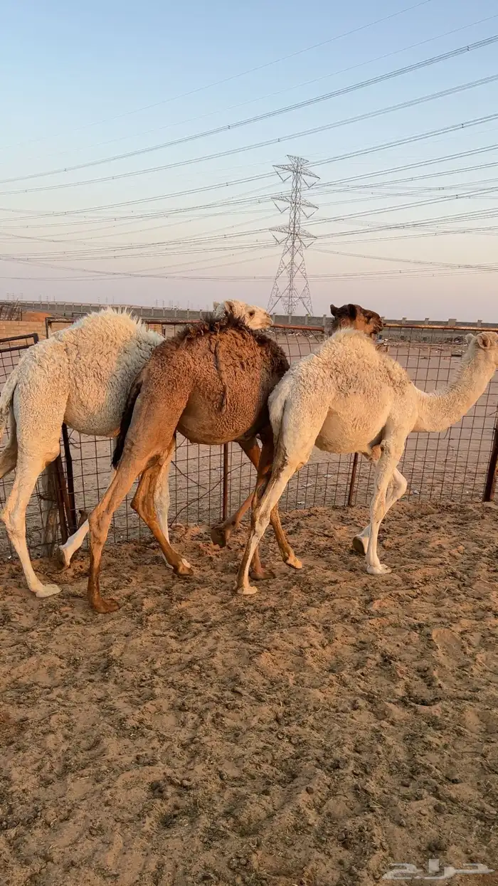 حشو للبيع 4 0