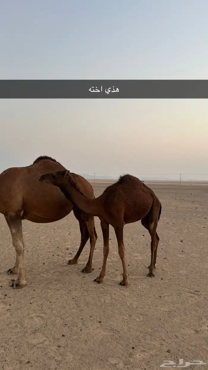 قعود ساحلي مشروع فحل 0