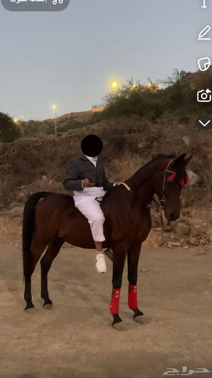 حصان عربي ورق 0