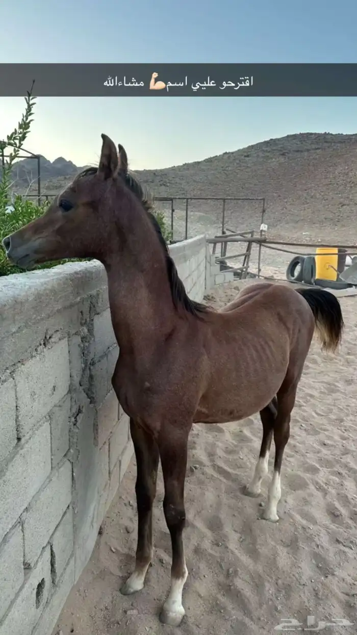 للبيع اوراق عمره سبع شهور 2