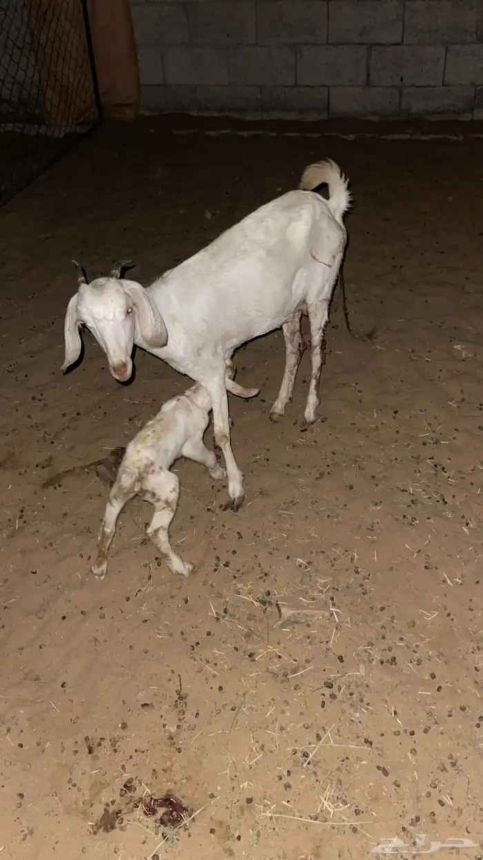 عند والد تحتها صخل ذكر برصا السن اول ولده لها 2