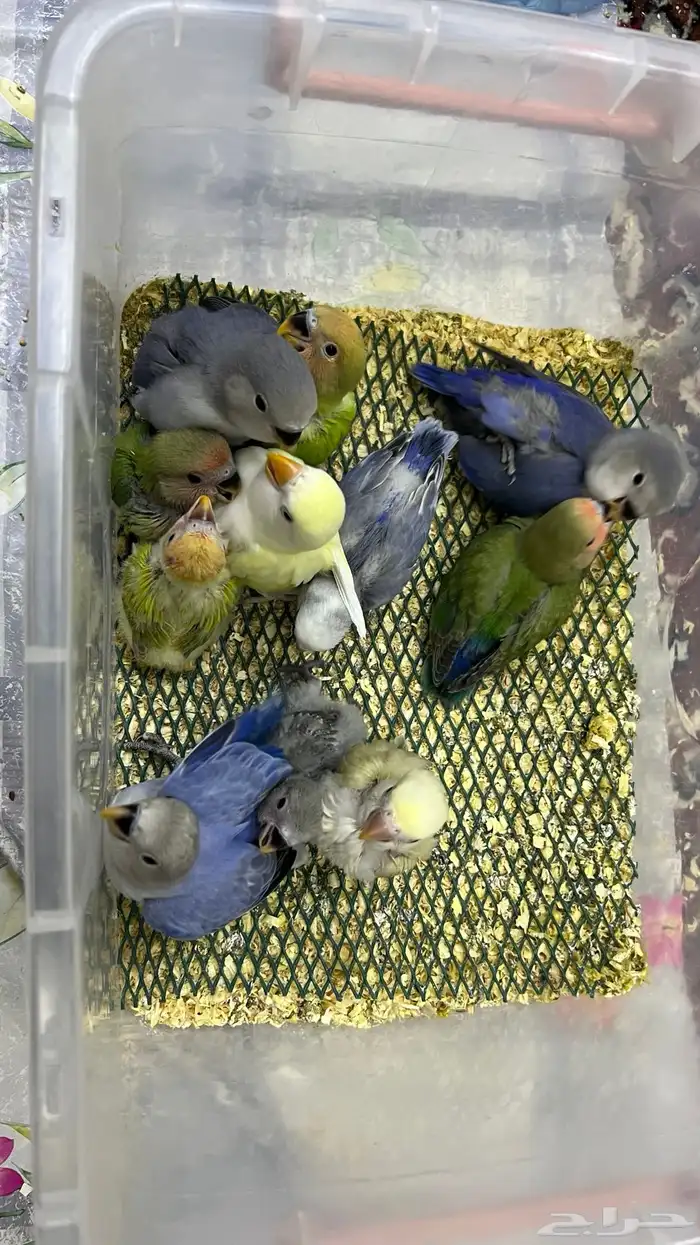 فروخ روز غر 2