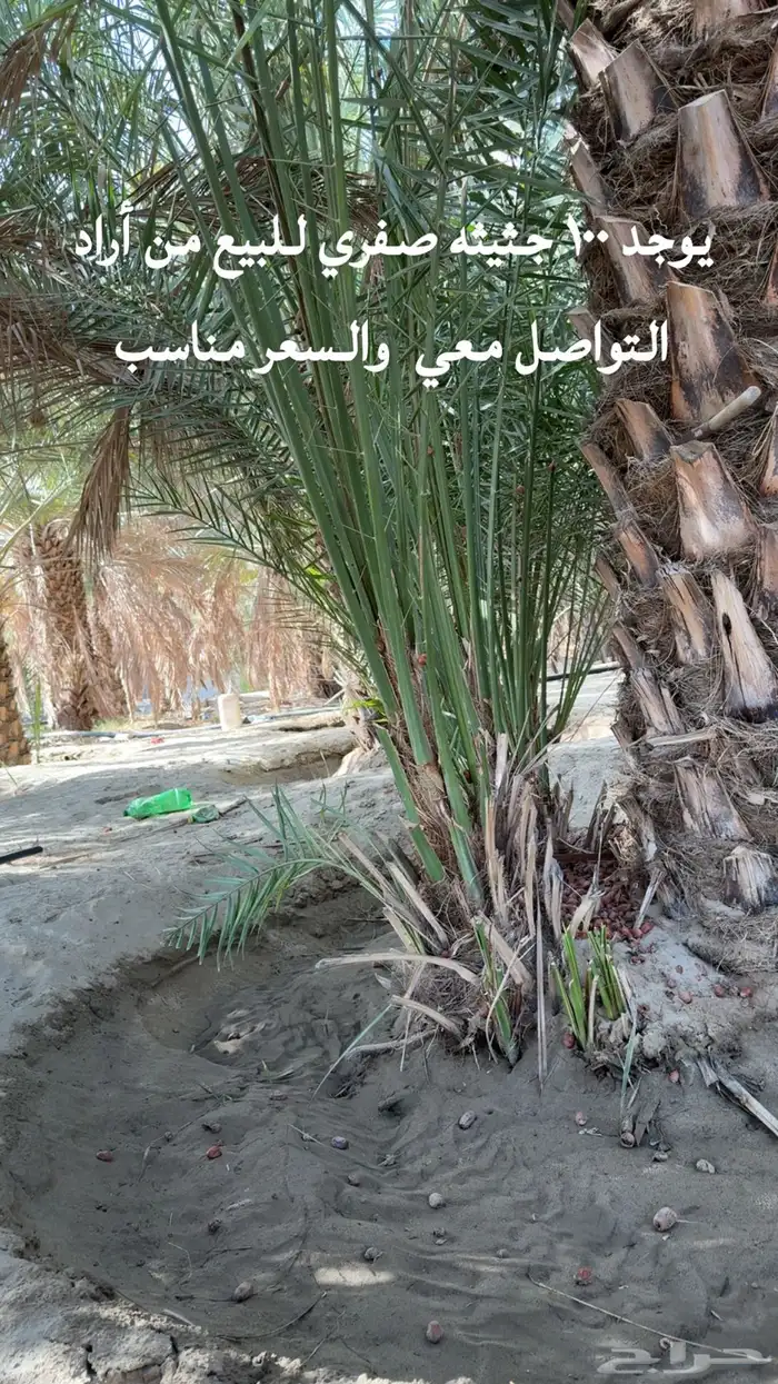 جثيث صفري للبيع كبير وصغير 3