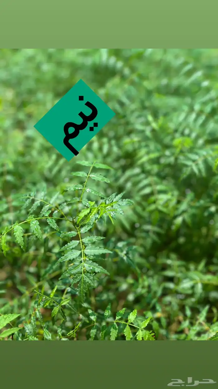 شتلات للبيع 0