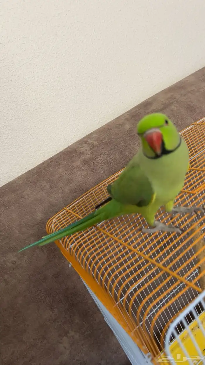 ببغاء دره الهندي 2