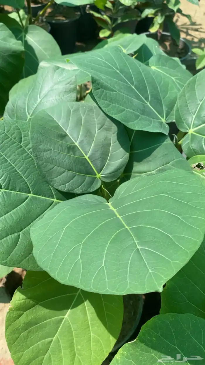 شتلات الرقاع المعمره 3