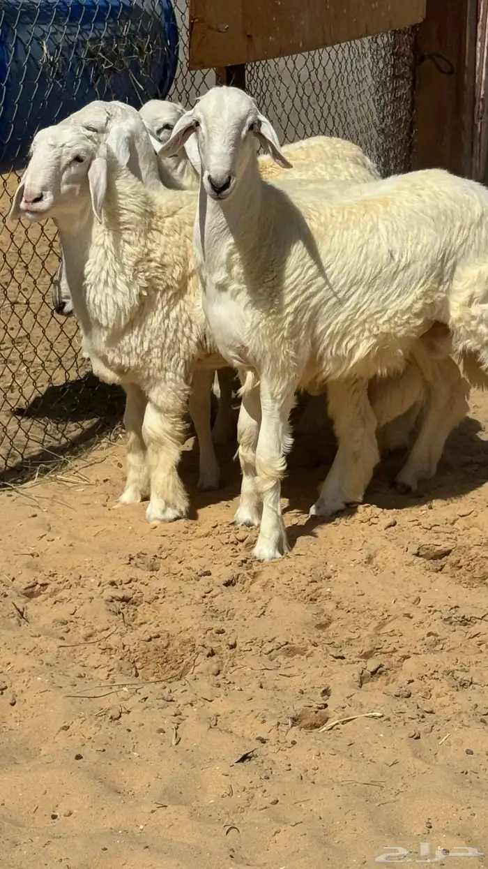 جذع حري فاخر 0