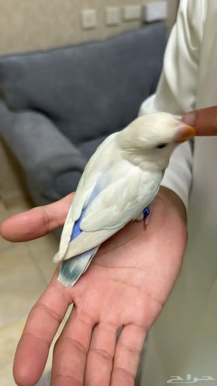 روز هولندي اليف . 1