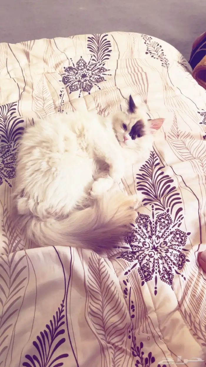 قطة شيرازي هملايا 4