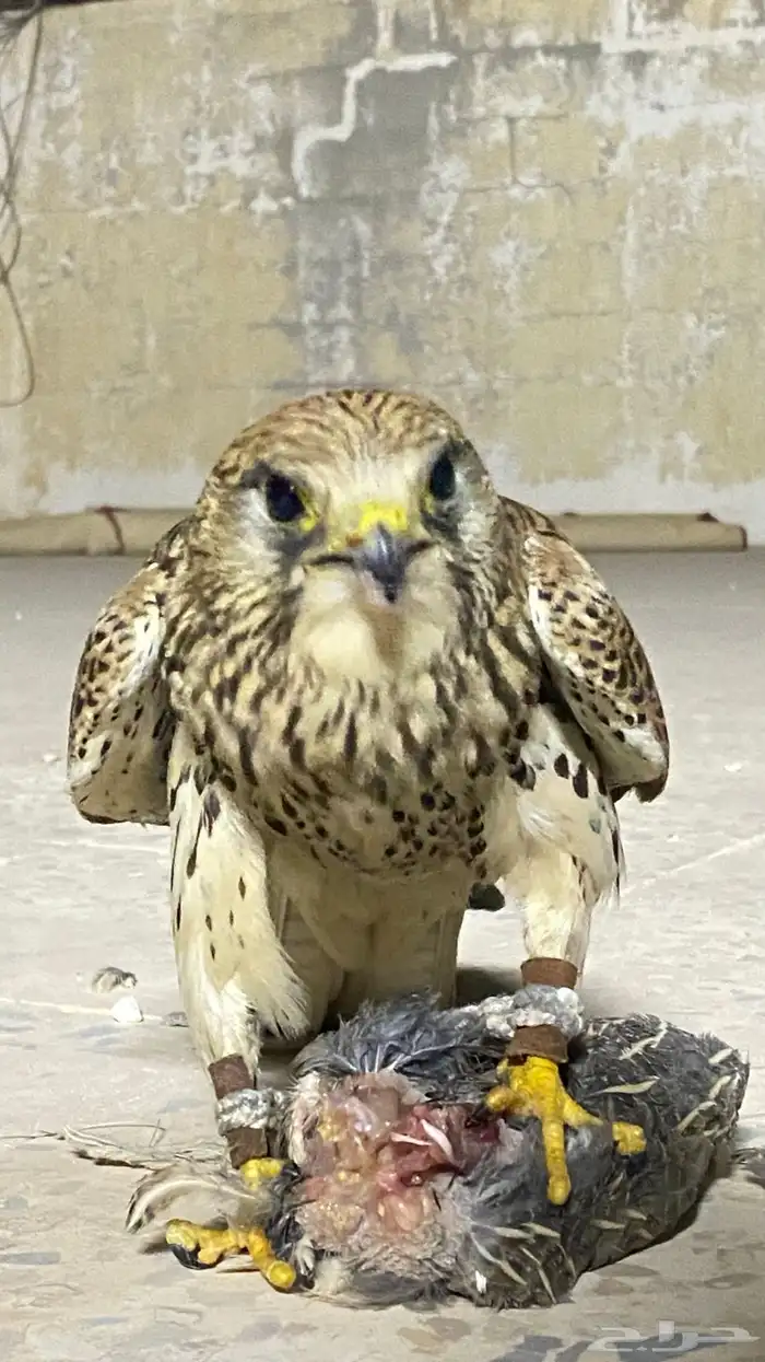 مسيتم ب الخير شبوط يهد على السمان و الجرابيع وعندي مقطع وهو 0