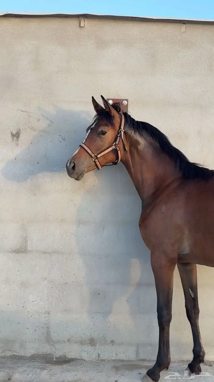 مهره شعبيه 1