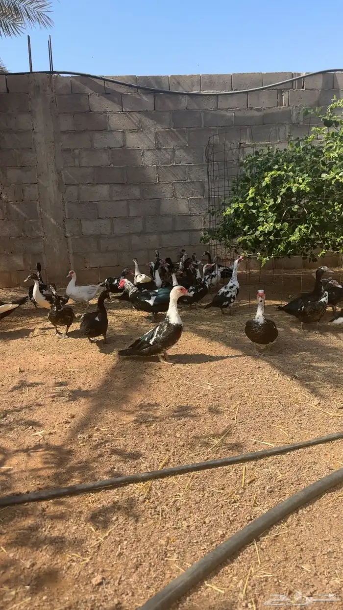 بط سوداني 0