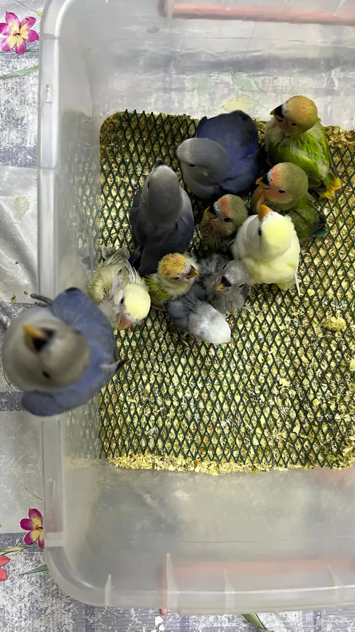 فروخ روز غر 3