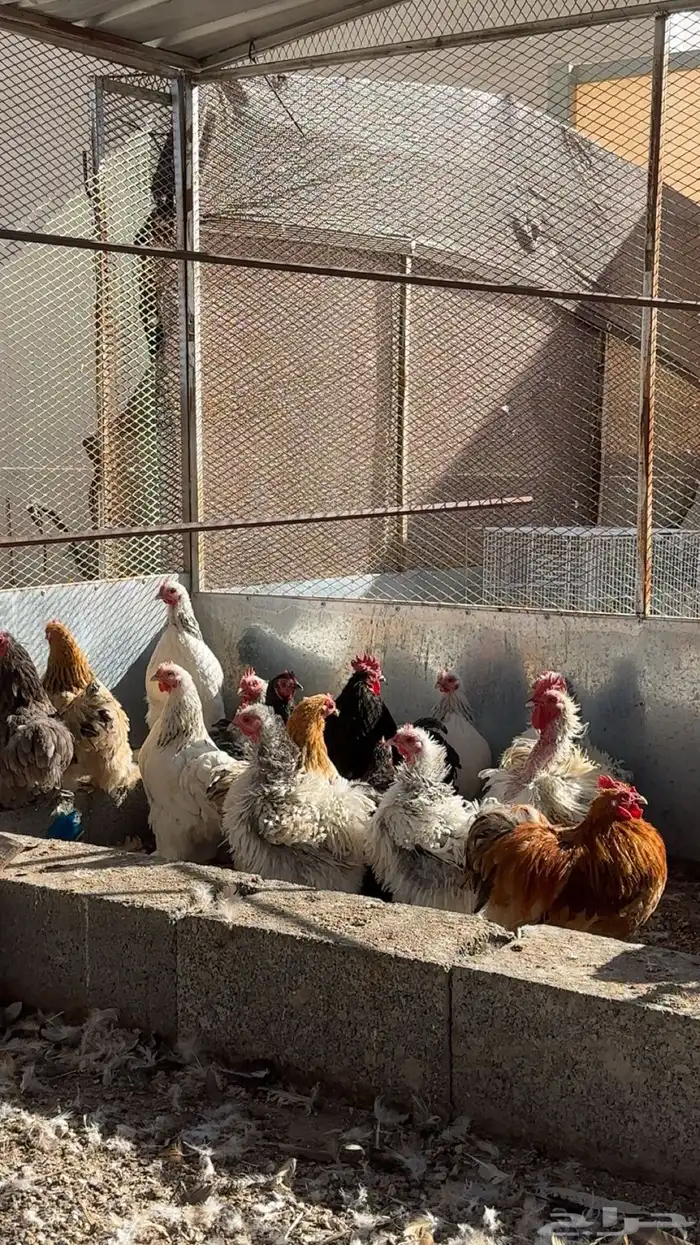 دجاج كوشن للبيع او البدل 2
