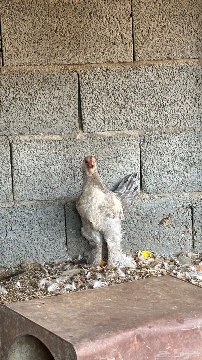 فروجه براهما 0