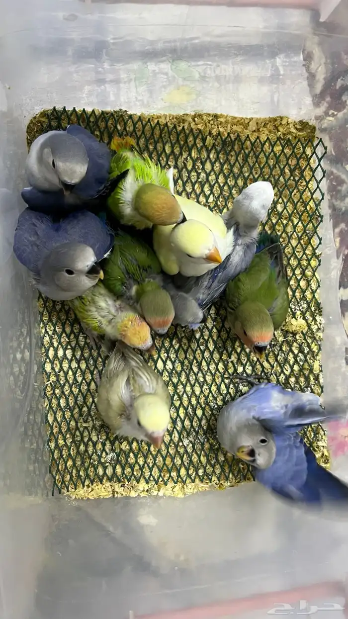 فروخ روز غر 4