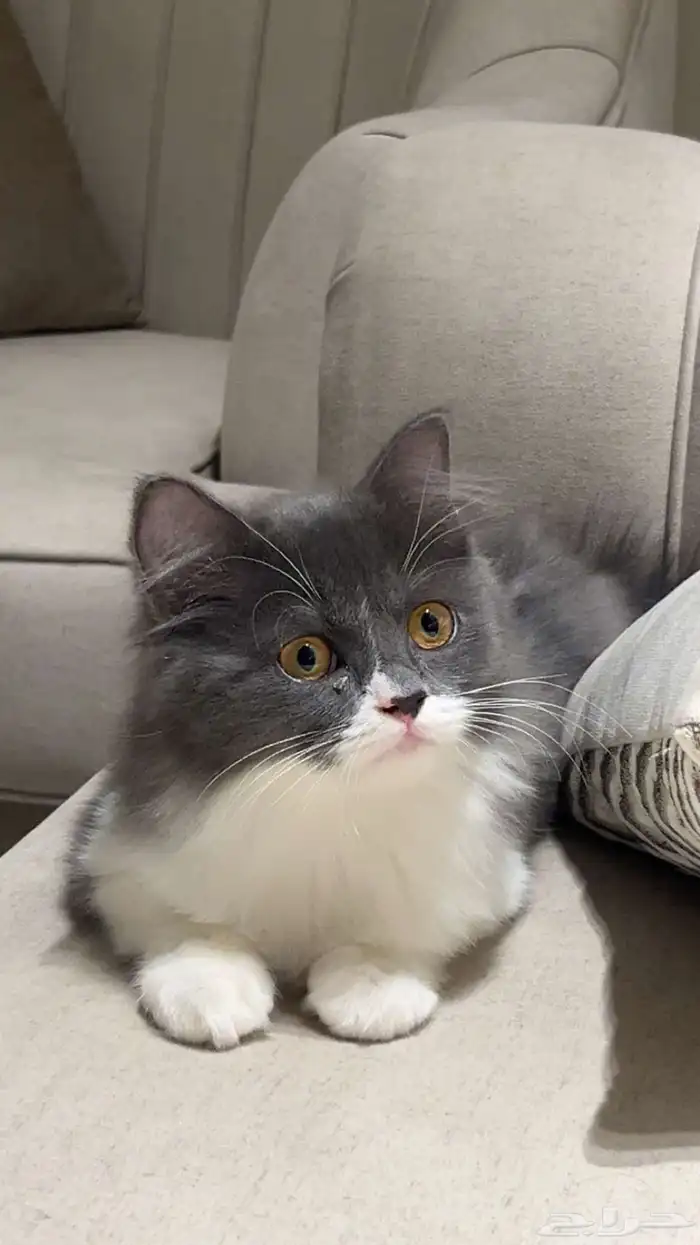 قط شيرازي للتبني 0