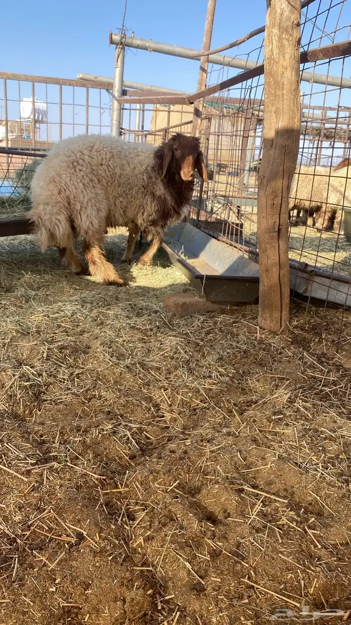 خروف نعيمي 4