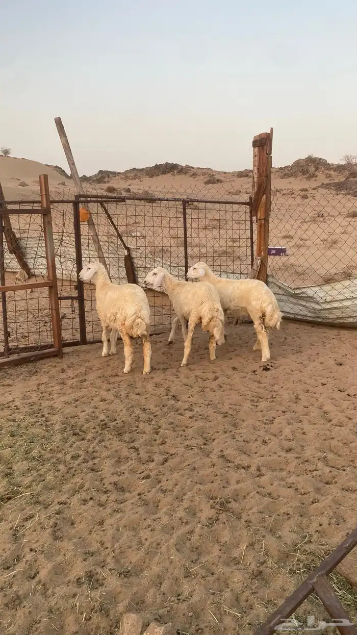 رخال حريه ( تمم البيع ) 2