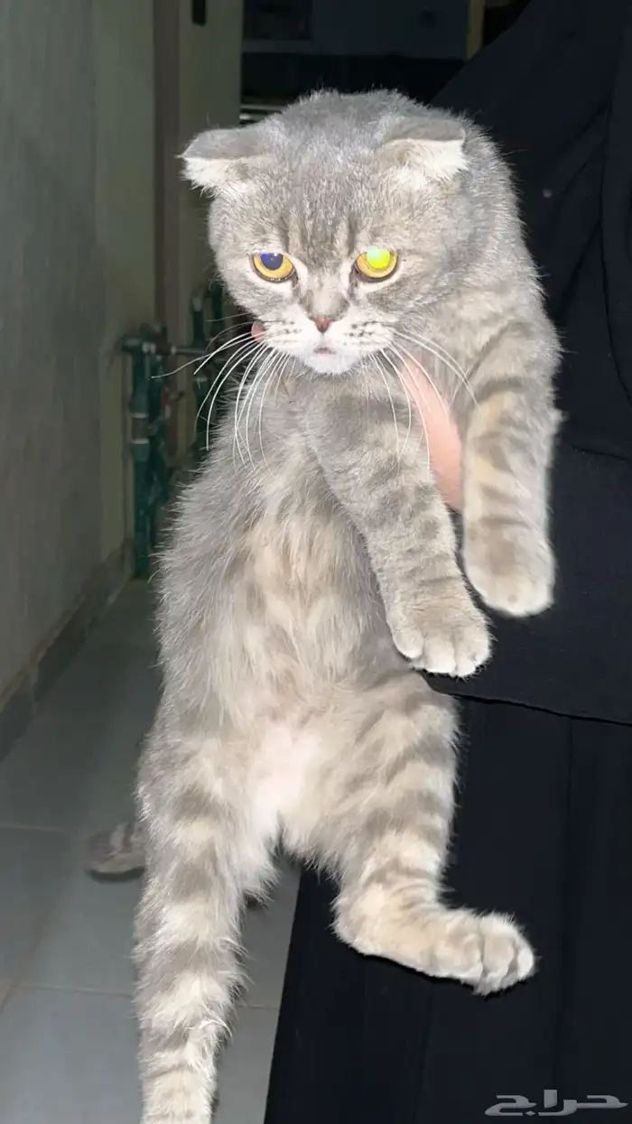 قطه سكوتش بيع عجل 0