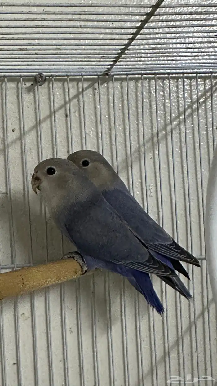 طيور روز للبيع 0