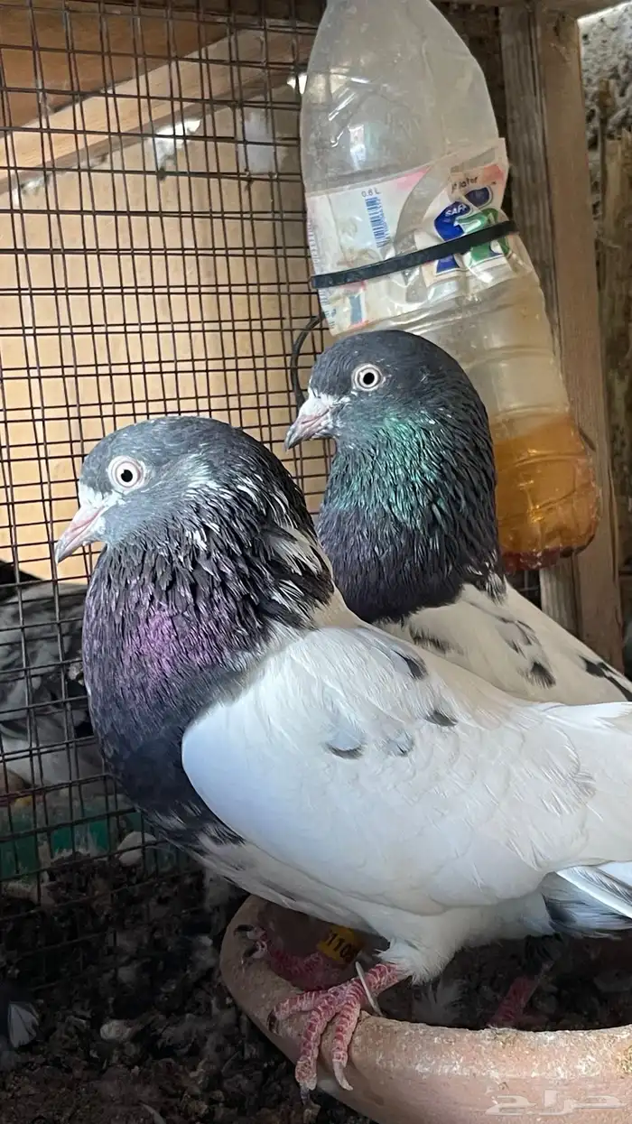 حمام بكستاني 5