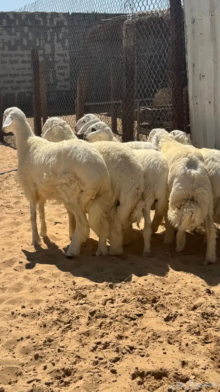 جذع حري فاخر 3