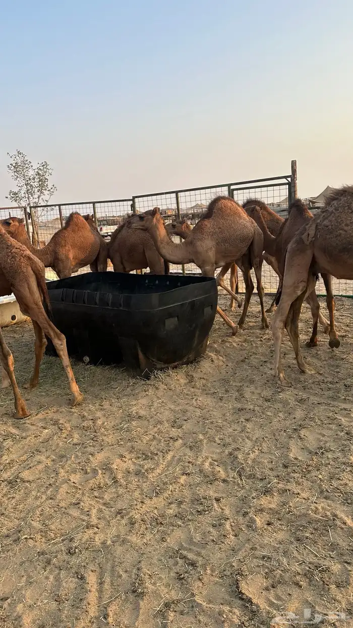 قعدان بلدي للبيع 3