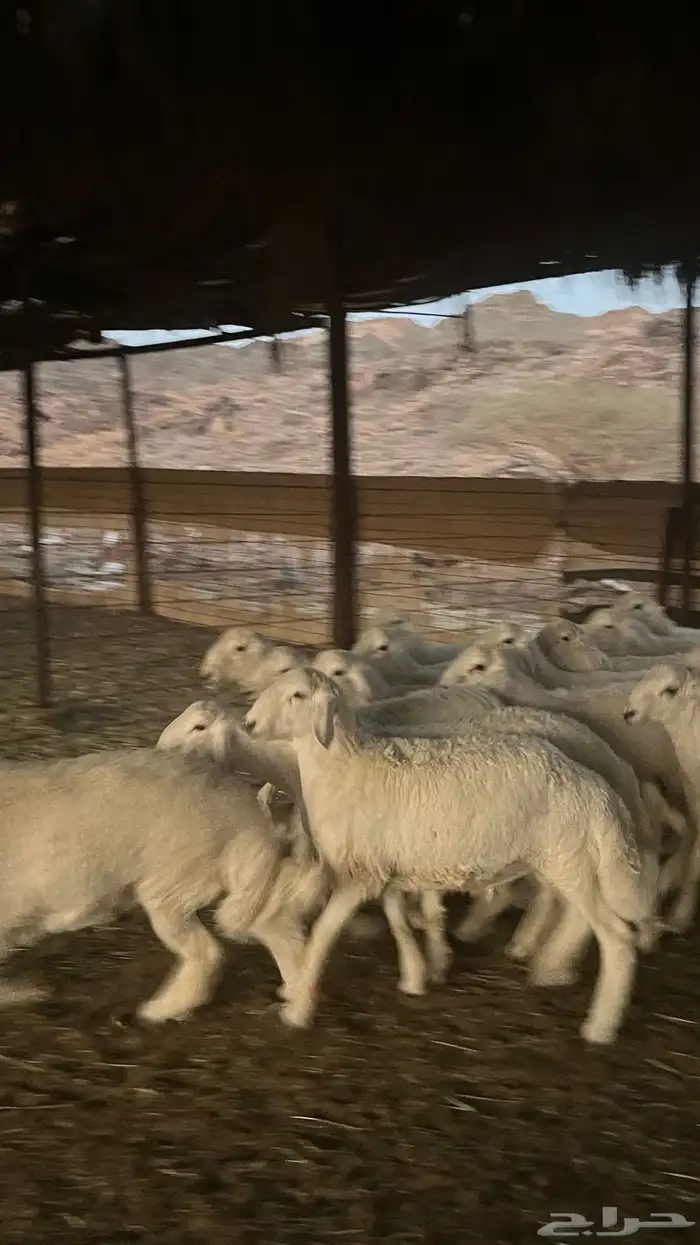 طليان حري ذبايح نظاف شرط 7