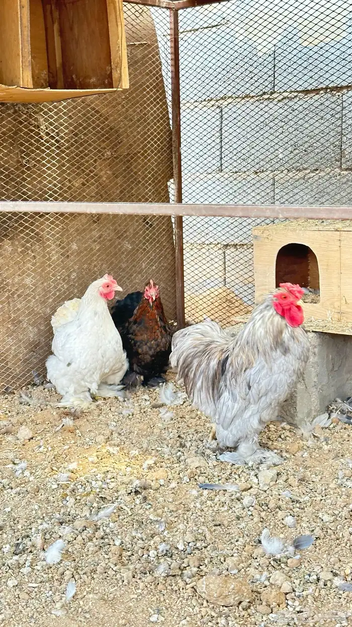 دجاج كوشن ديكين ودجاجتين 8