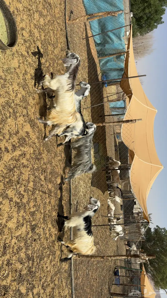 جفرات مقاني طيبه 4