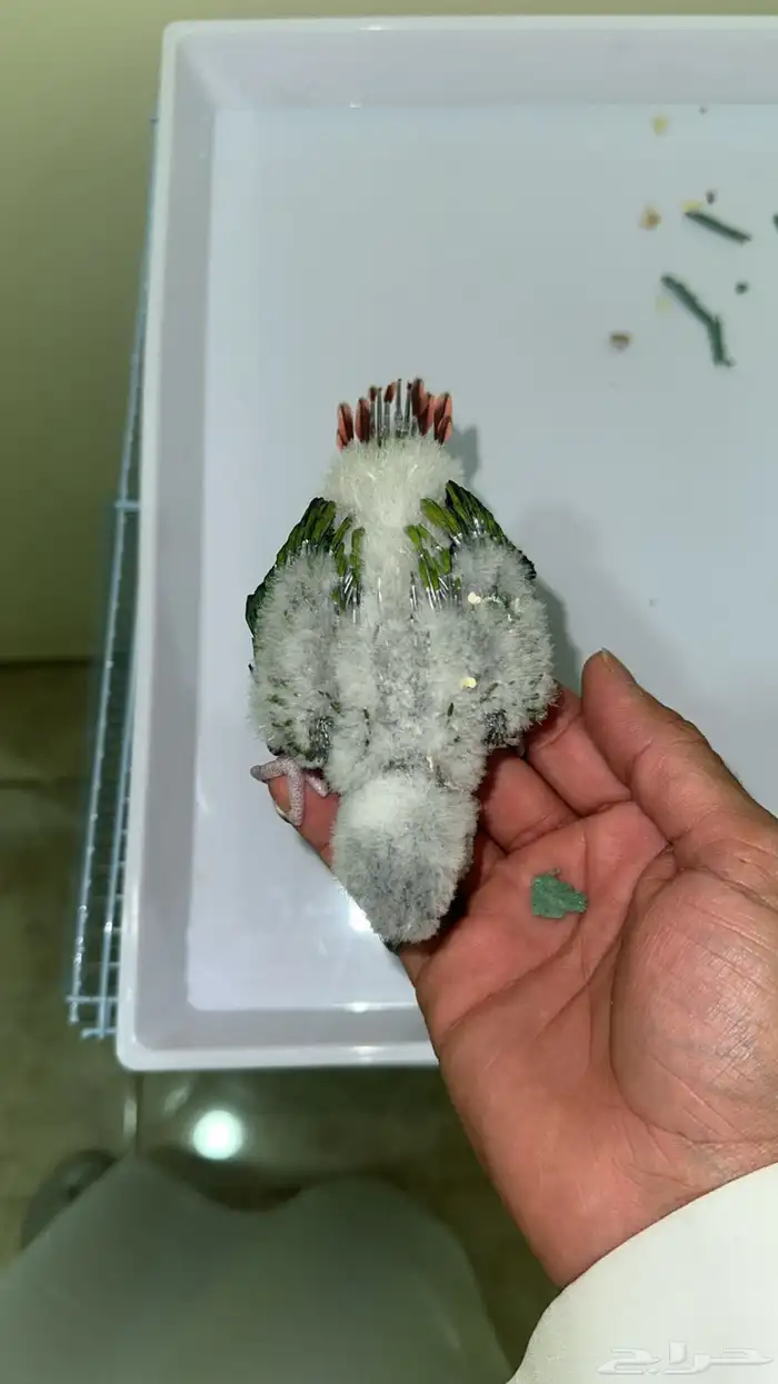 زوج كنيور منتج 6