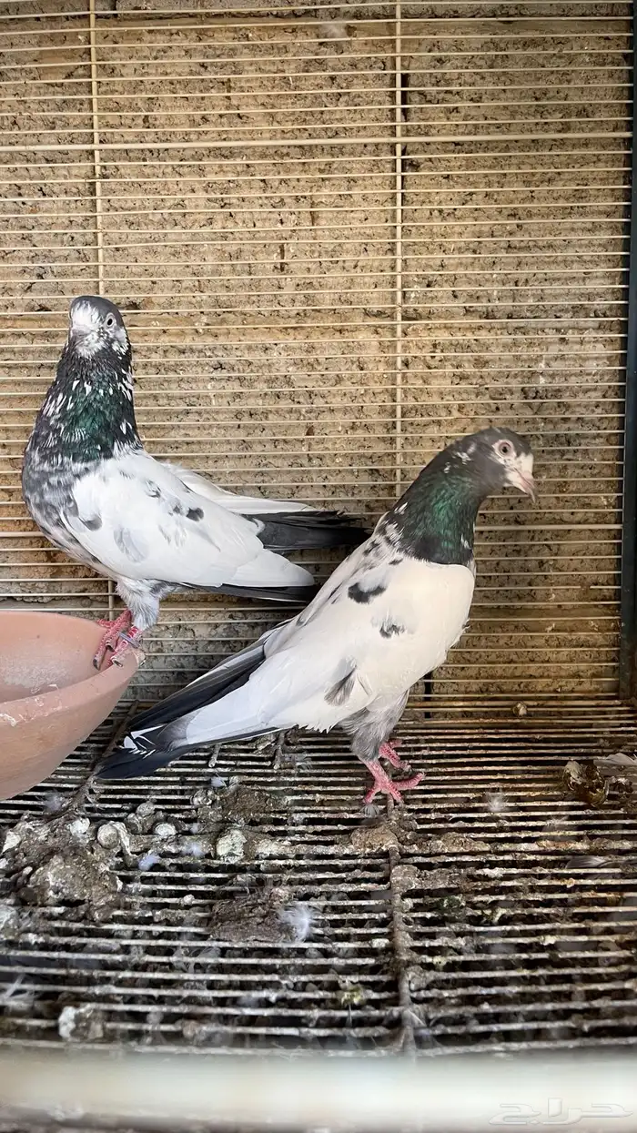 حمام بكستاني 12