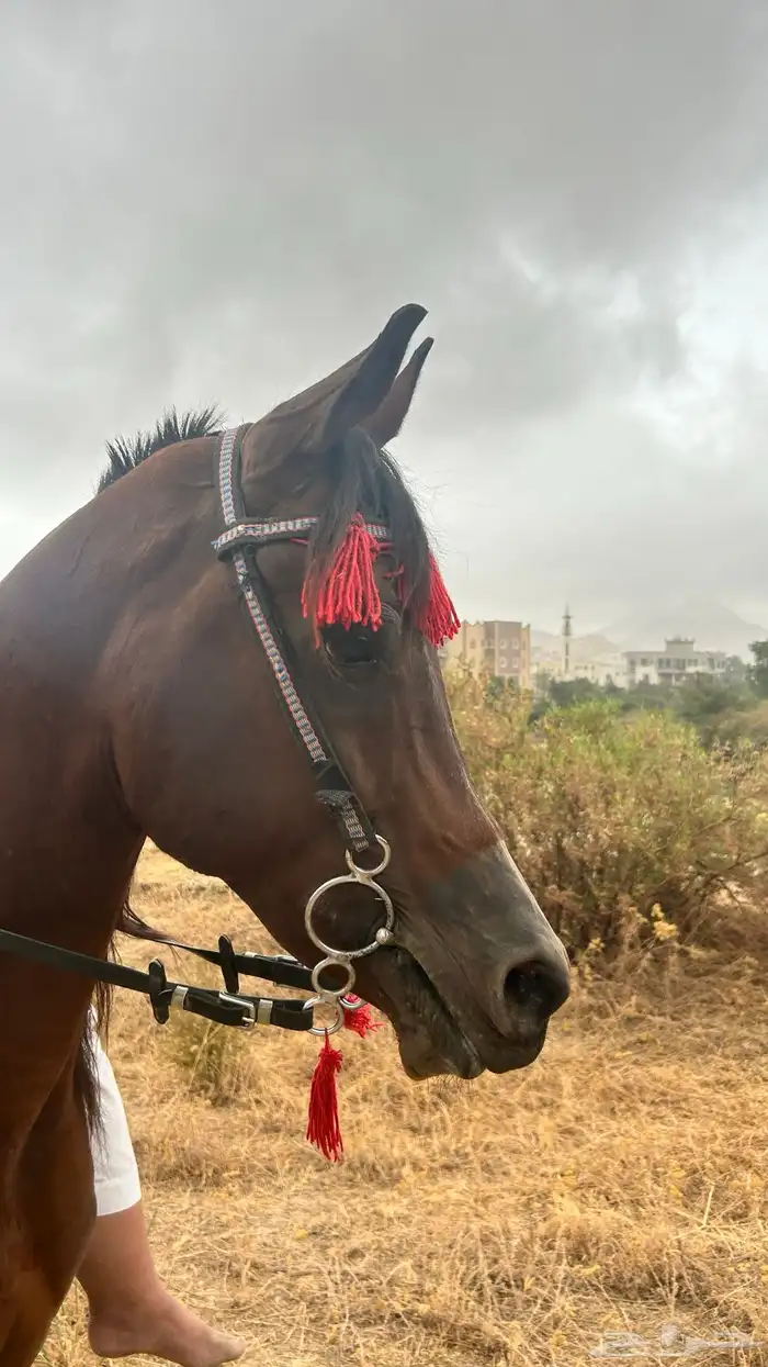 حصان عربي ورق 1
