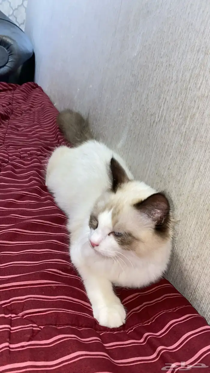 قطه لتبني مرحهه ولعوبههه وهاديههه 3