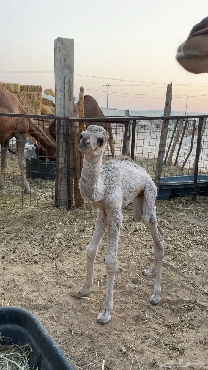 ناقه ساحليه بولدها 1