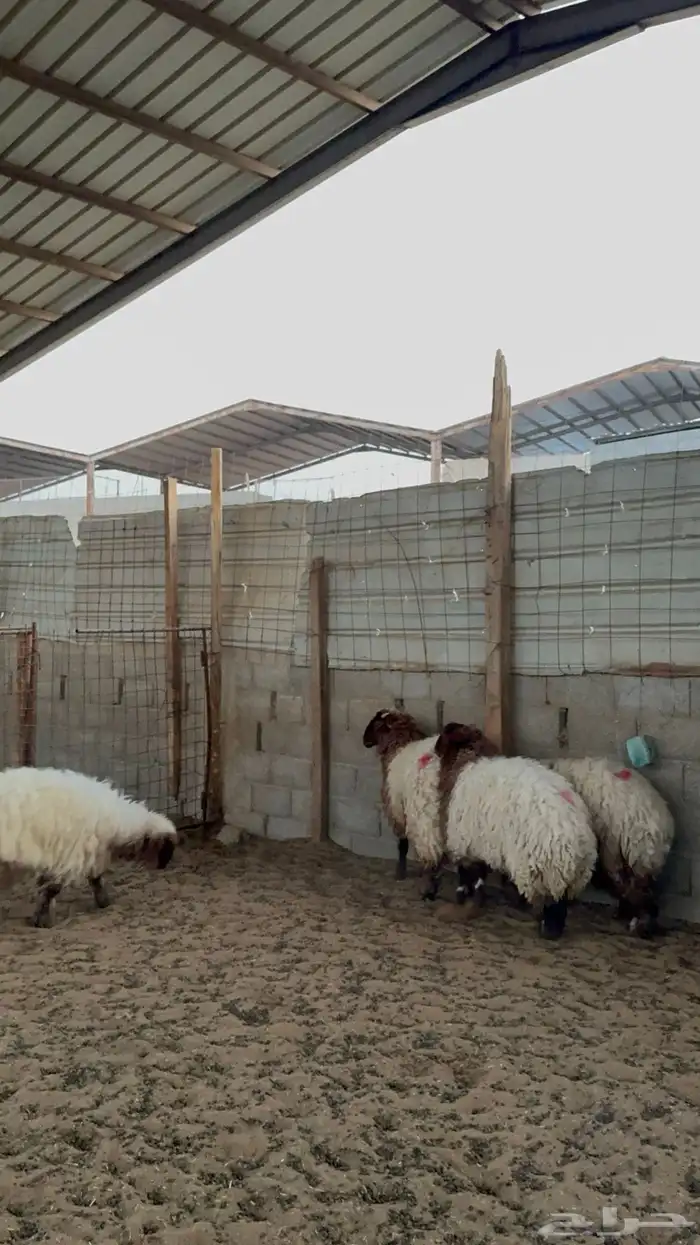 رخال نعيم جبره 1