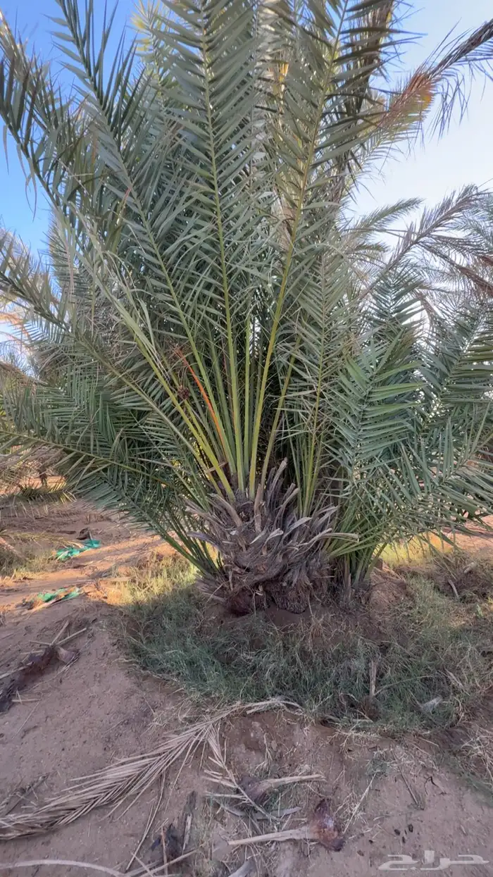 جثايث نخل صفري 3