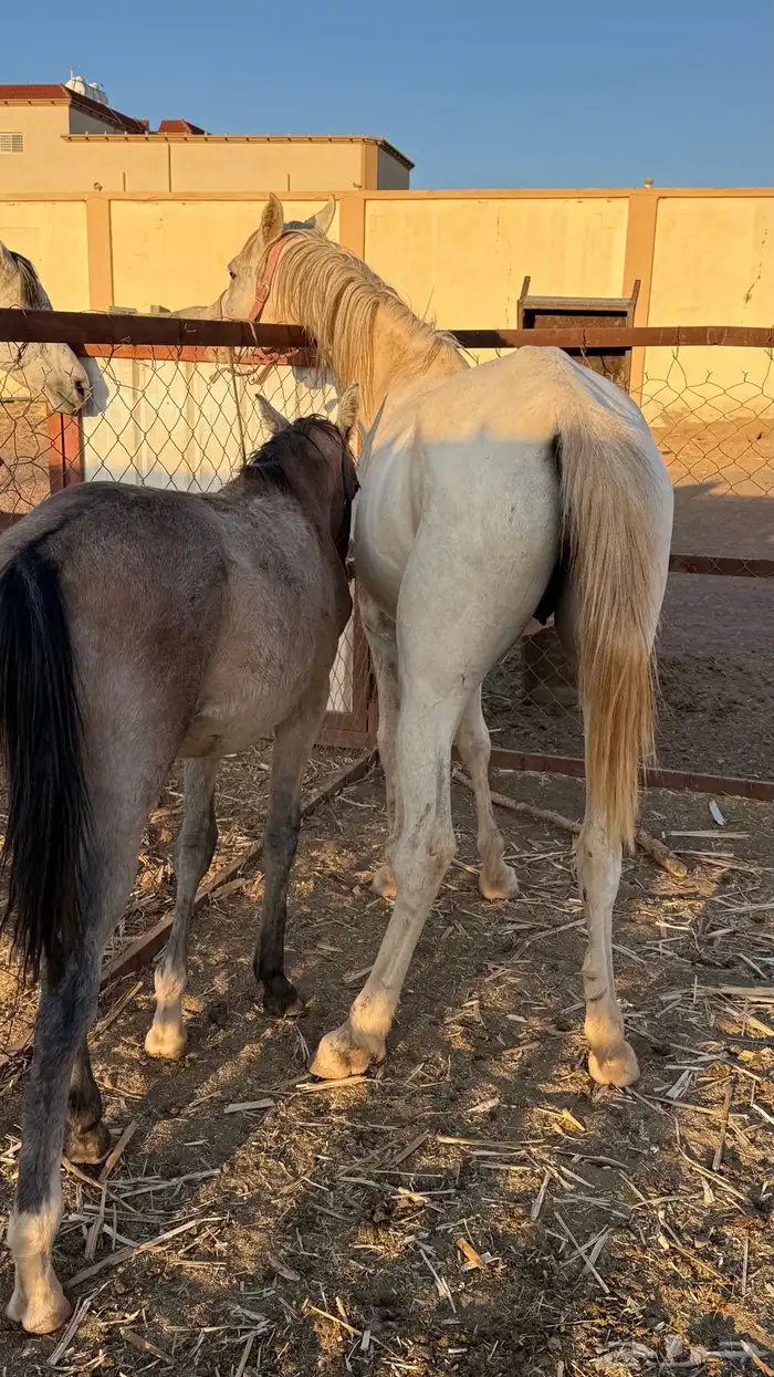 فرس عمرها 4 كفو للبيع عليها مهر ولقاح 4