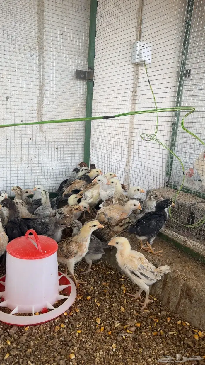 صوص دجاج العمر سبوعين 2