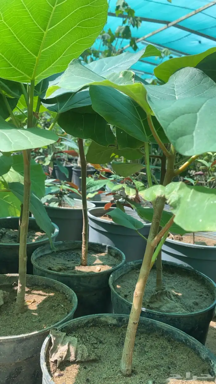 شتلات الرقاع المعمره 4