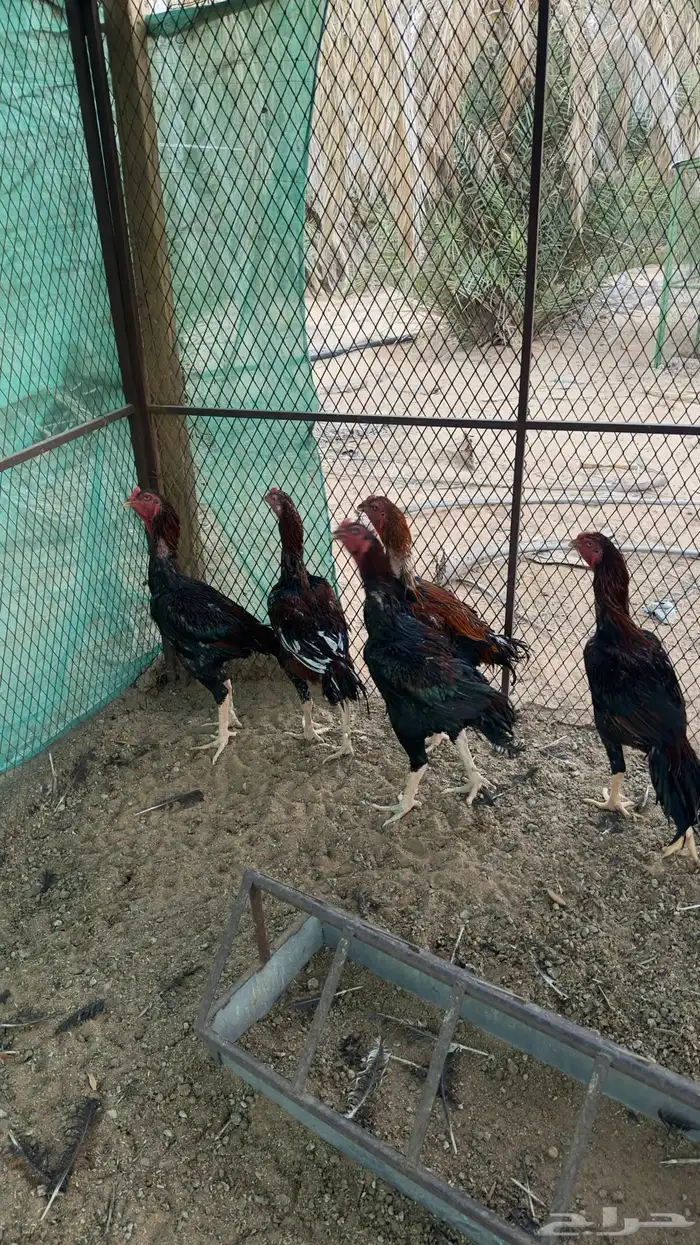 ديكه باكستانيه فآخر للبيع 2