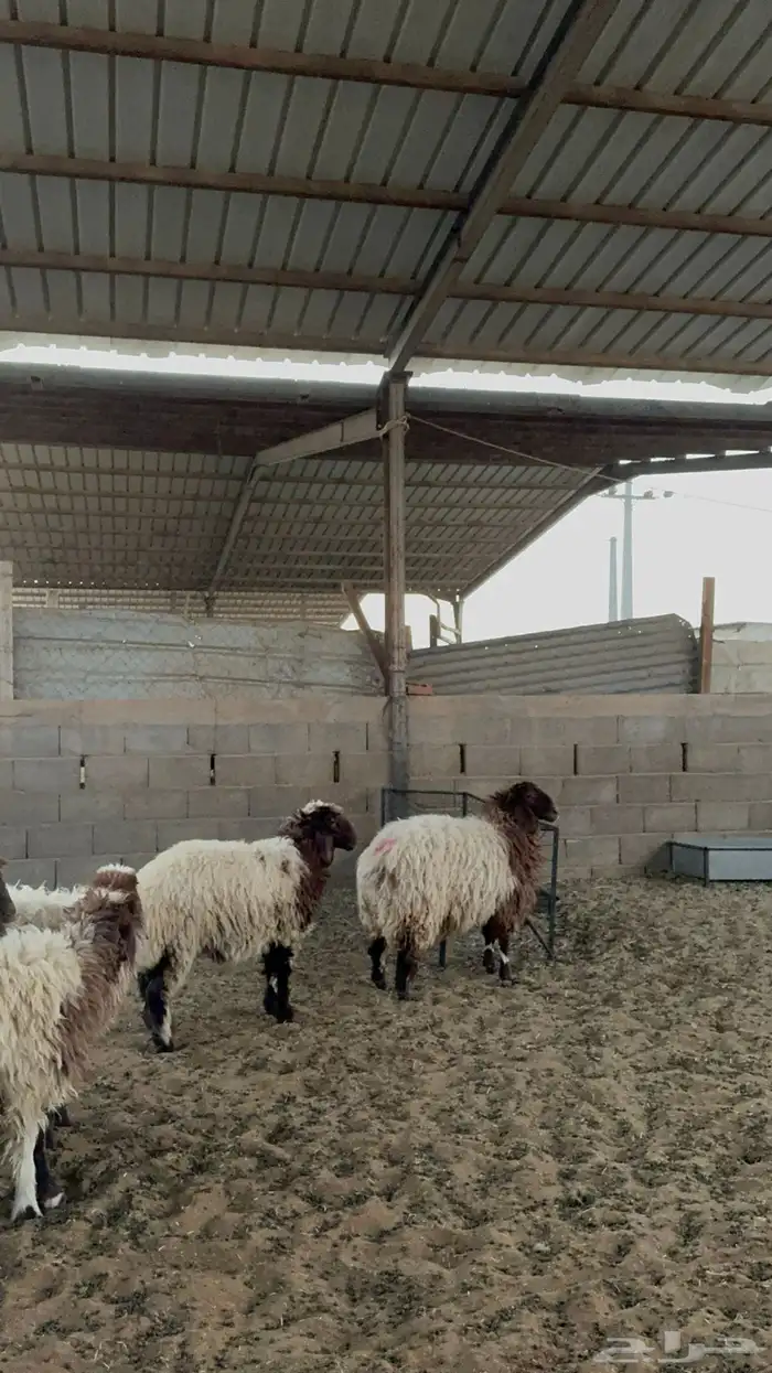 رخال نعيم جبره 6