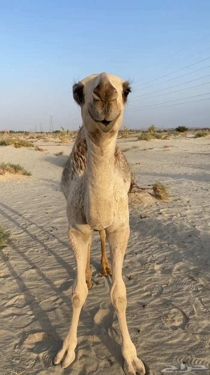 قعود اشقح كفو 1
