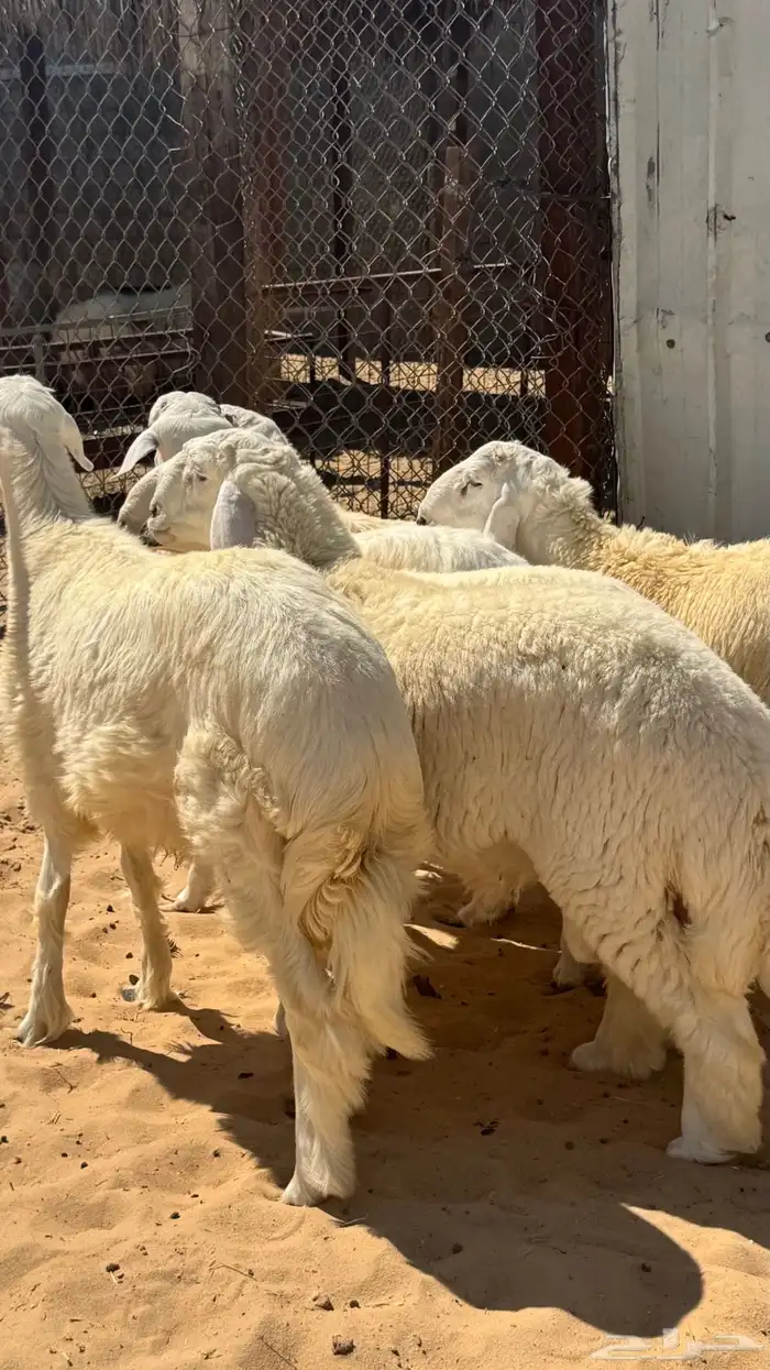 جذع حري فاخر 2