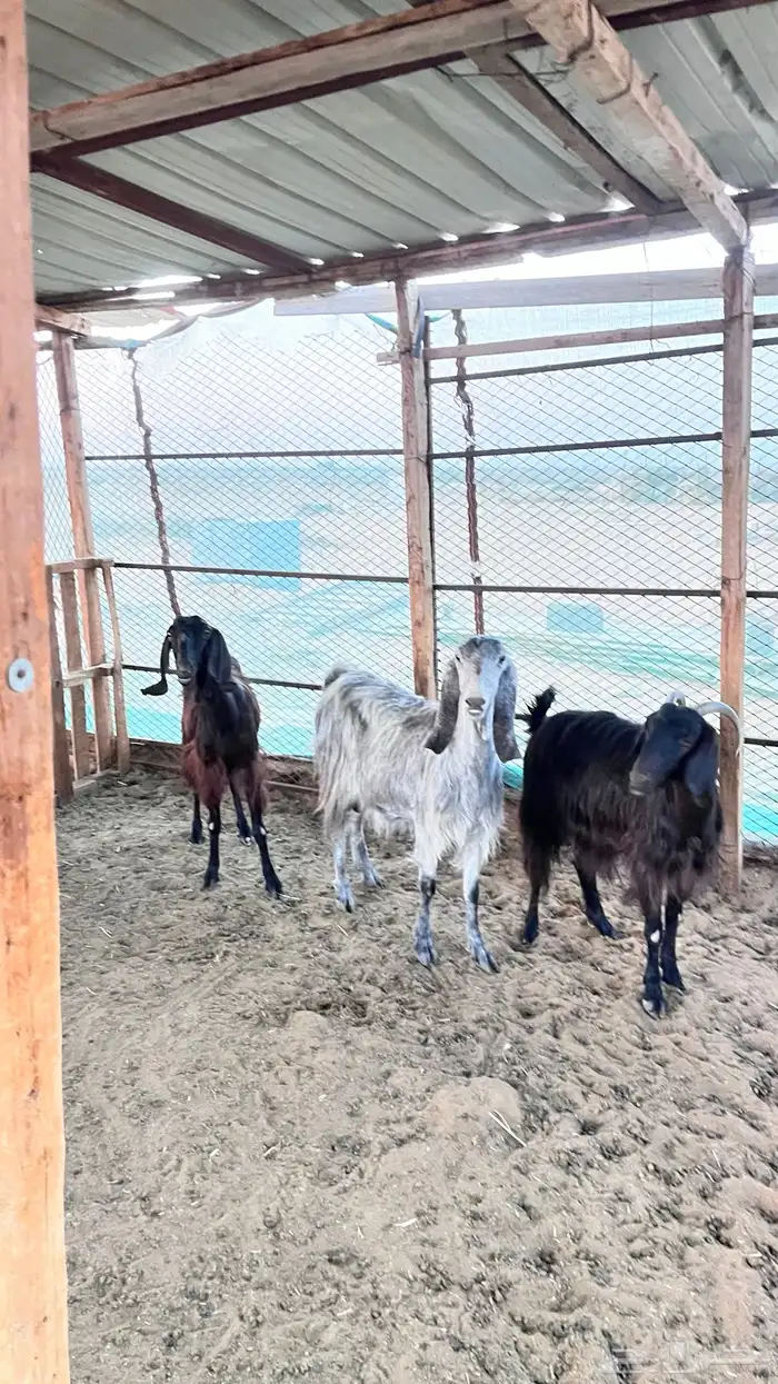 معزا ولد طيبات 4