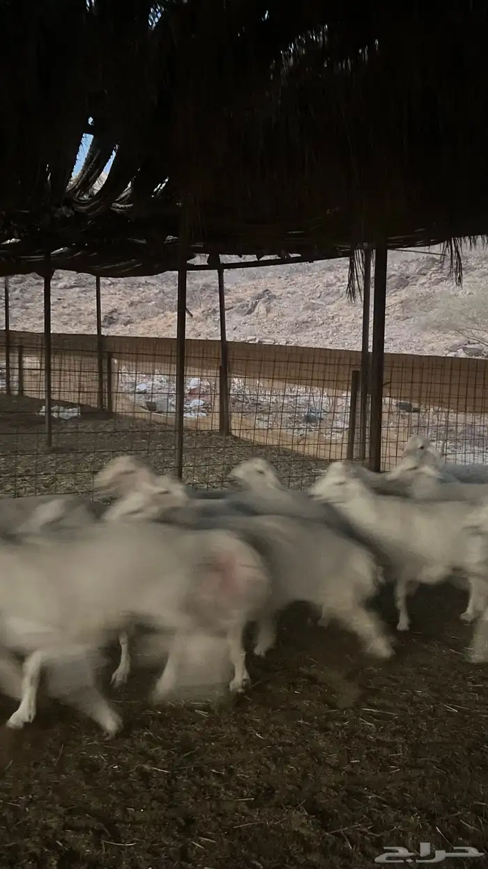 طليان حري ذبايح نظاف شرط 9