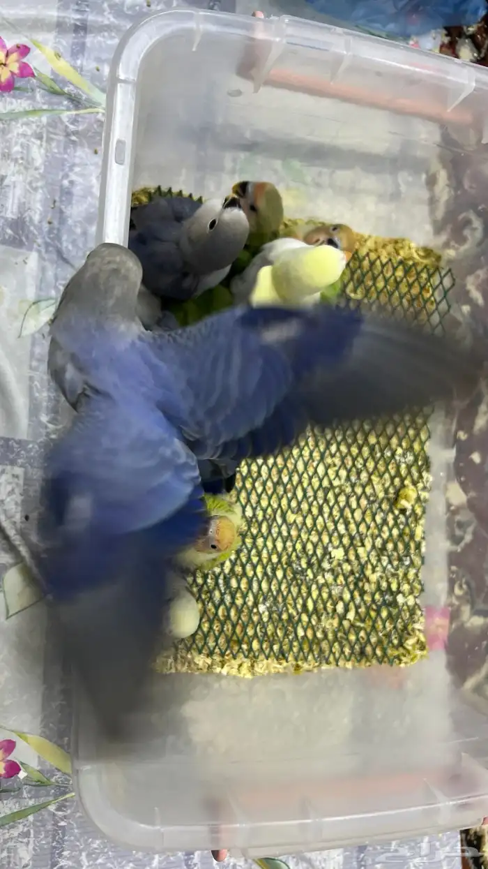 فروخ روز غر 1