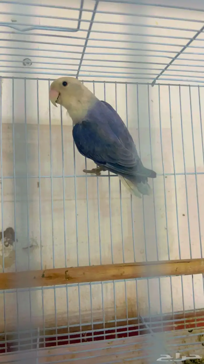 جوز روز وانثى وفرده انثى روز 0